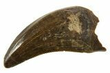 Serrated, Dromaeosaurid Theropod (Acheroraptor) Tooth - Montana #339017-1